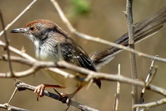 Roodmaskerapalis - Urorhipis rufifrons